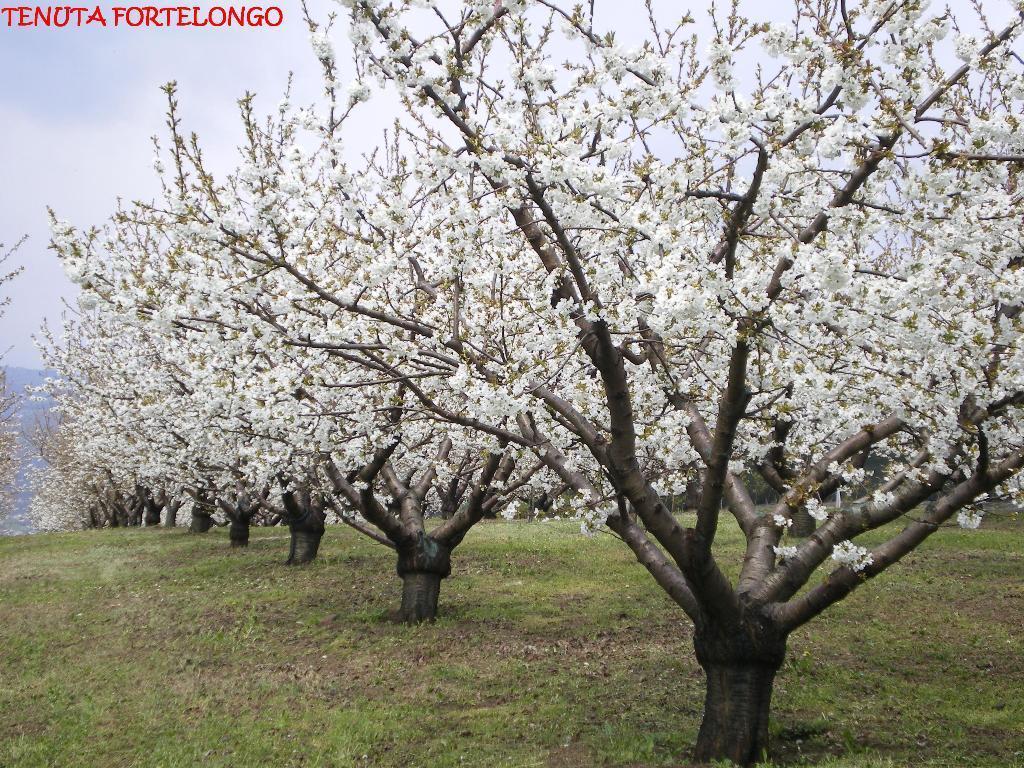 Tenuta Fortelongo Fara Vicentino Luaran gambar